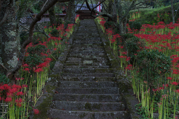 仏隆寺_彼岸花_2012_yaotomi_お写ん歩_3.jpg