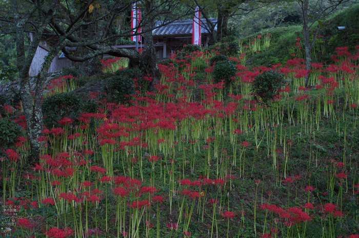 仏隆寺_彼岸花_2012_yaotomi_お写ん歩_5.jpg