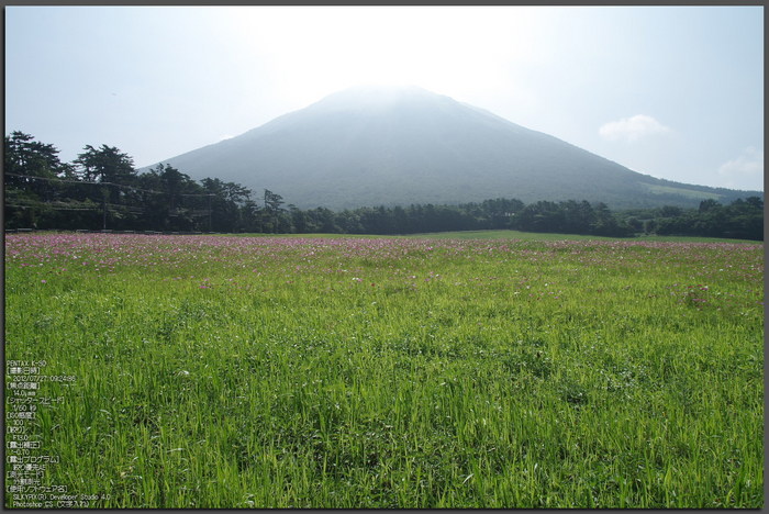 大山まきば_コスモス_2012_yaotomi_お写ん歩_1.jpg