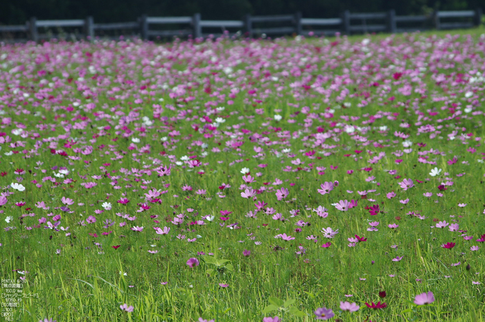 大山まきば_コスモス_2012_yaotomi_お写ん歩_2.jpg