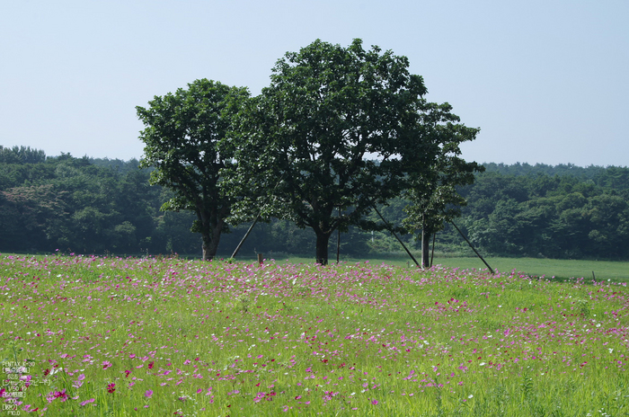 大山まきば_コスモス_2012_yaotomi_お写ん歩_3.jpg