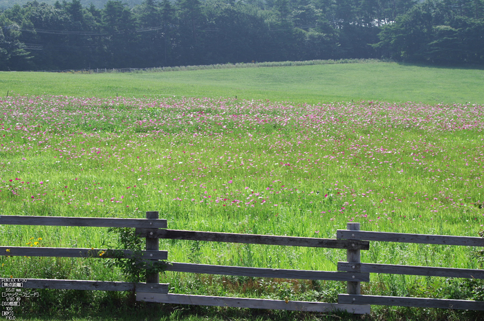 大山まきば_コスモス_2012_yaotomi_お写ん歩_5.jpg