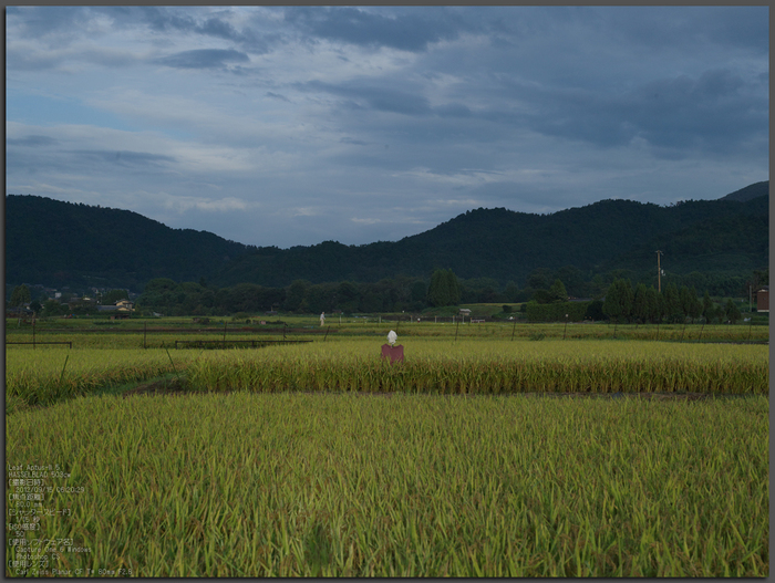 広沢池_2012_leaf_yaotomi_お写ん歩_1.jpg