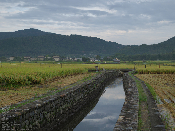 広沢池_2012_leaf_yaotomi_お写ん歩_3.jpg