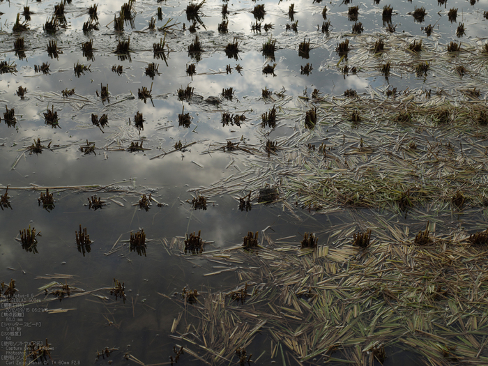 広沢池_2012_leaf_yaotomi_お写ん歩_5.jpg