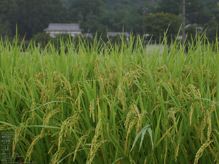 広沢池_2012_leaf_yaotomi_お写ん歩_6.jpg