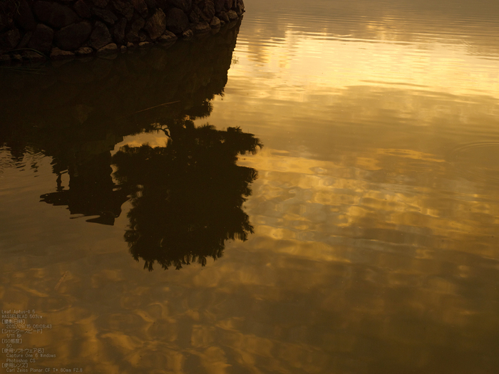 広沢池_2012_leaf_yaotomi_お写ん歩_8.jpg