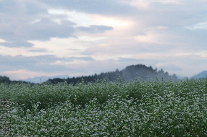 桜井_笠_蕎麦の花_PENTAX K-30_yaotomi_お写ん歩_5.jpg