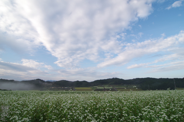 桜井_笠_蕎麦の花_PENTAX K-30_yaotomi_お写ん歩_7.jpg