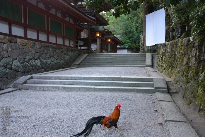 石上神社_2012_yaotomi_お写ん歩_3.jpg