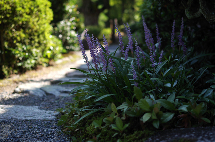 等持院_芙蓉_2012_PENTAX_K-30_yaotomi_お者ん歩_6.jpg