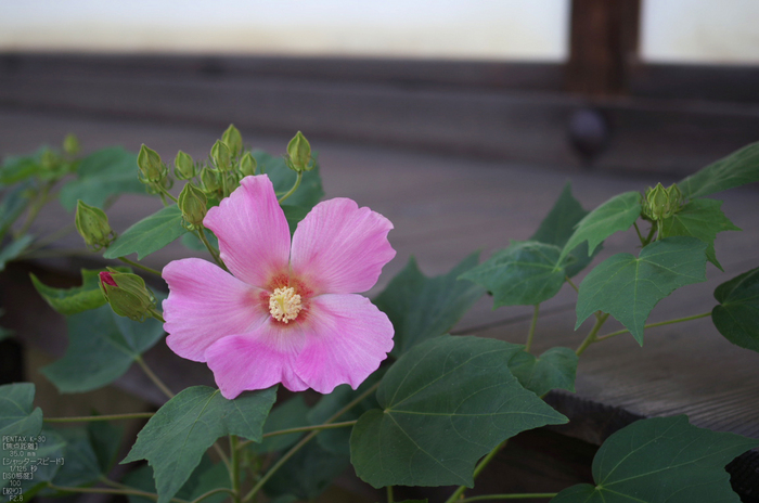 等持院_芙蓉_2012_PENTAX_K-30_yaotomi_お者ん歩_7.jpg