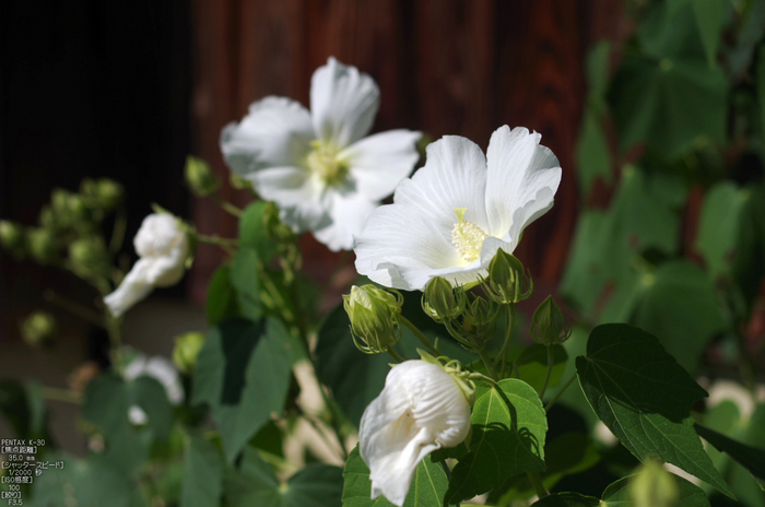 等持院_芙蓉_2012_PENTAX_K-30_yaotomi_お者ん歩_8.jpg