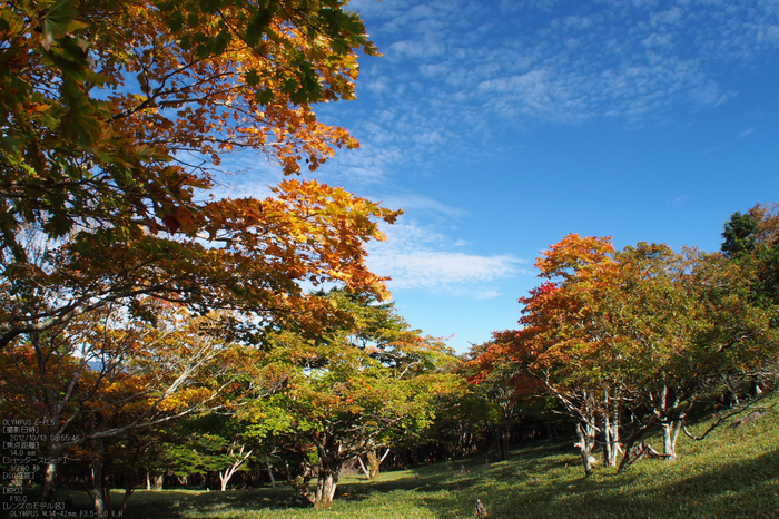 2012大台ケ原紅葉_yaotomi_EPL5_101.jpg