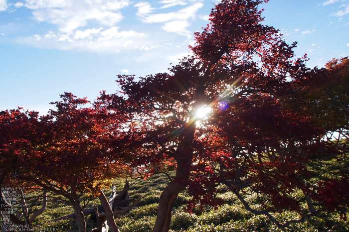 2012大台ケ原紅葉_yaotomi_EPL5_26.jpg