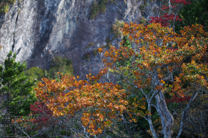 2012大台ケ原紅葉_yaotomi_EPL5_78.jpg