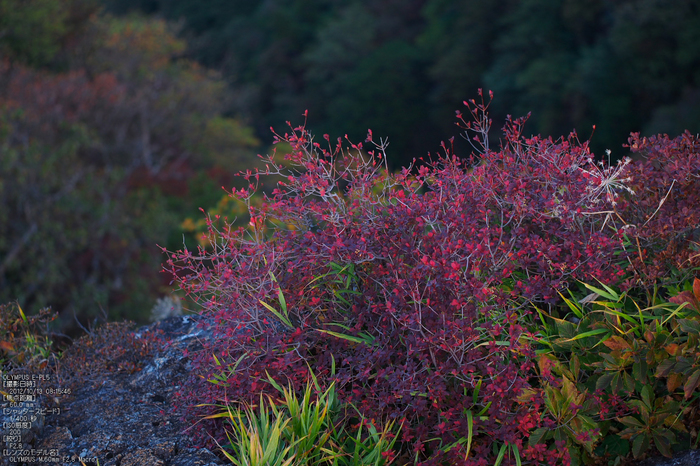 2012大台ケ原紅葉_yaotomi_EPL5_80.jpg