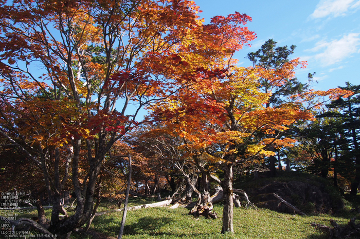 2012大台ケ原紅葉_yaotomi_EPL5_87.jpg