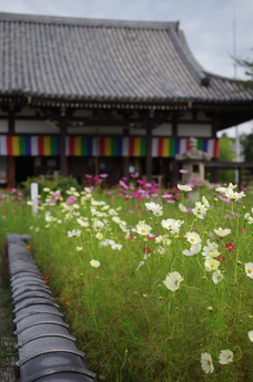 般若寺_コスモス_2012_yaotomi_お写ん歩_11.jpg