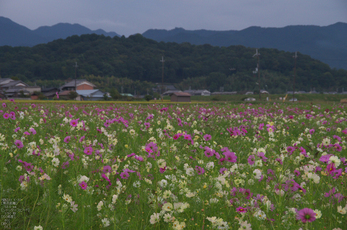 藤原宮跡_コスモス_2012_yaotomi_お写ん歩_10.jpg