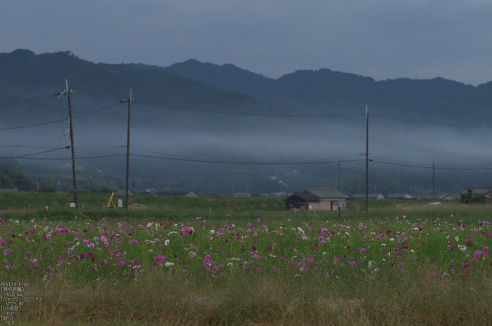 藤原宮跡_コスモス_2012_yaotomi_お写ん歩_12.jpg