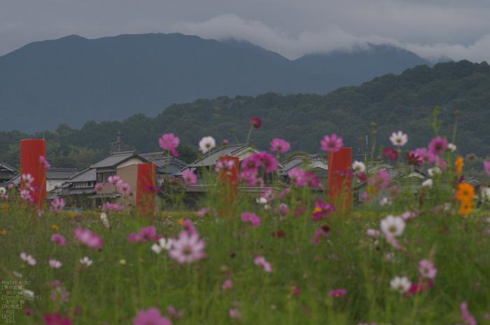 藤原宮跡_コスモス_2012_yaotomi_お写ん歩_22.jpg