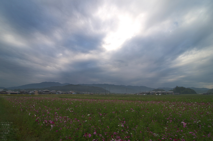 藤原宮跡_コスモス_2012_yaotomi_お写ん歩_26.jpg