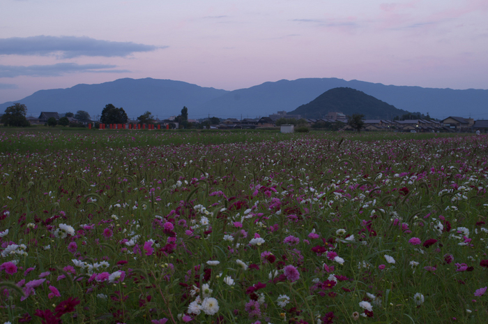 藤原宮跡_コスモス_2012_yaotomi_お写ん歩_3.jpg