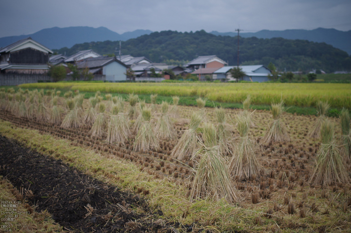 藤原宮跡_コスモス_2012_yaotomi_お写ん歩_31.jpg