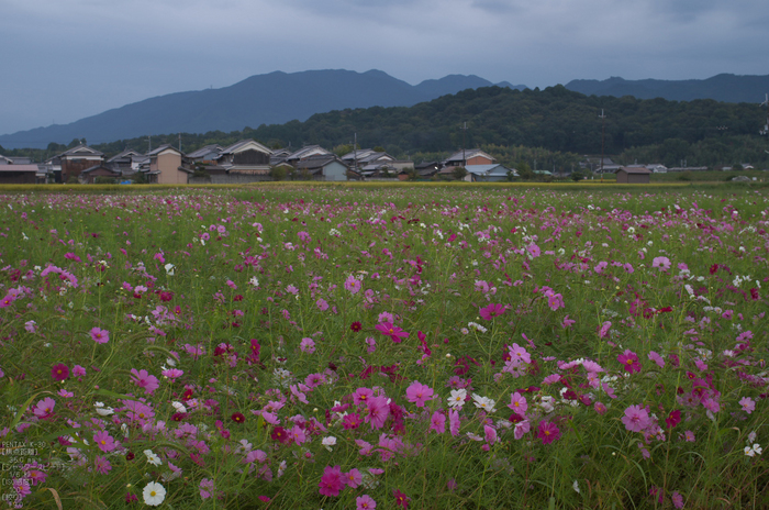 藤原宮跡_コスモス_2012_yaotomi_お写ん歩_6.jpg