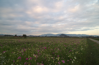 藤原宮跡_コスモス_2012_yaotomi_お写ん歩_8.jpg