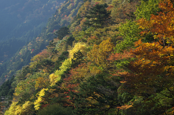 みたらい渓谷紅葉2012_yaotomi_50s.jpg