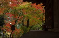 室生寺_紅葉2012_yaotomi_12s.jpg