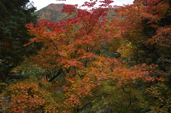 室生寺_紅葉2012_yaotomi_21s.jpg