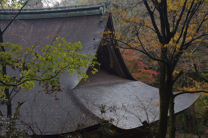 室生寺_紅葉2012_yaotomi_25s.jpg