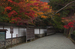 室生寺_紅葉2012_yaotomi_2s.jpg