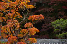 室生寺_紅葉2012_yaotomi_33s.jpg