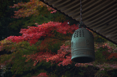 室生寺_紅葉2012_yaotomi_35s.jpg