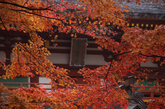 室生寺_紅葉2012_yaotomi_37s.jpg