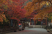 室生寺_紅葉2012_yaotomi_3s.jpg