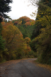 室生寺_紅葉2012_yaotomi_52s.jpg