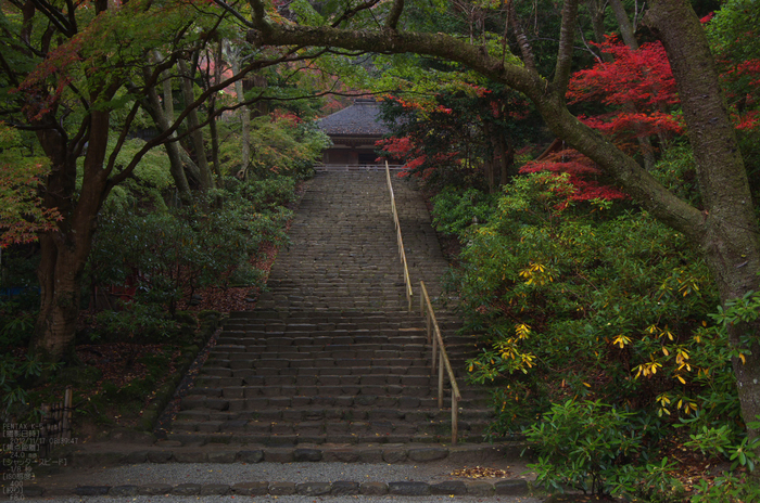 室生寺_紅葉2012_yaotomi_7s.jpg