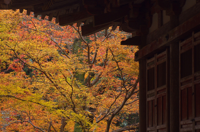 室生寺紅葉(2)_2012yaotomi_13.jpg