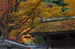 室生寺紅葉(2)_2012yaotomi_2.jpg