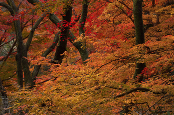 室生寺紅葉(2)_2012yaotomi_20.jpg