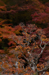 室生寺紅葉(2)_2012yaotomi_26.jpg