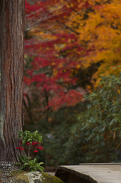 室生寺紅葉(2)_2012yaotomi_27.jpg