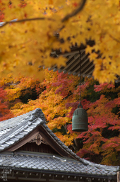 室生寺紅葉(2)_2012yaotomi_28.jpg