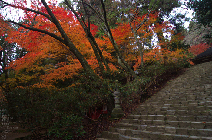 室生寺紅葉(2)_2012yaotomi_6.jpg