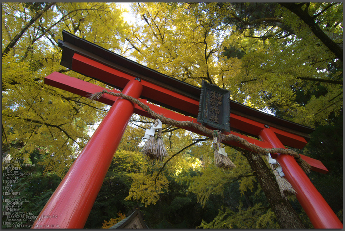 岩戸落葉神社_紅葉2012_yaotomi_1t.jpg